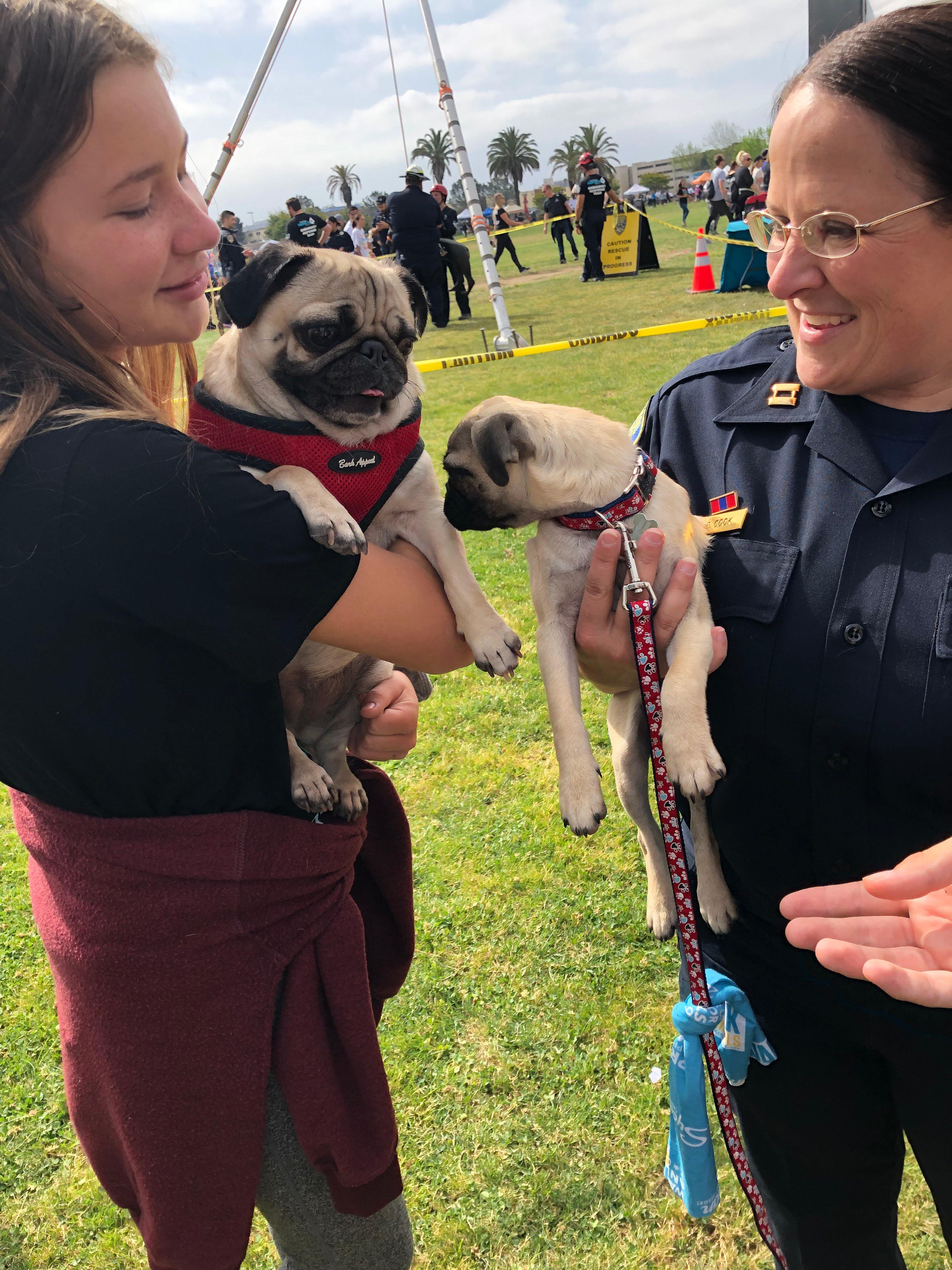 Annie the Pug meets a pug puppy at the SDHS Walk