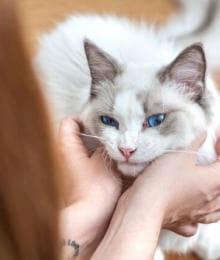 10 Cat Breeds That Make Perfect Pets