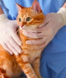 Cat Thyroid Issues: Understanding Hyperthyroidism and Hypothyroidism