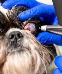 Pet Eye Health: Everything You Need to Know About Common Dog & Cat Eye Disorders — Part I
