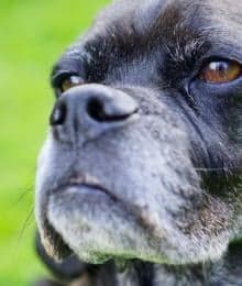 Senior Dog Care: A Focus on Silver Snouts and Aging Dog Wellness