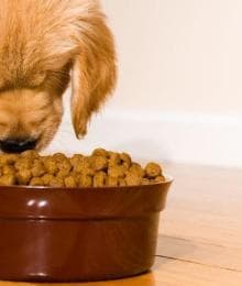 Understanding Your Dog’s Nutritional Needs for Different Life Stages