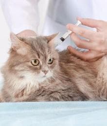 Why Indoor Cats Need Vaccines and Preventative Care, Too!