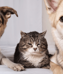 Aging Changes in Dogs and Cats