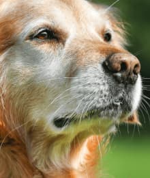 Cognitive Dysfunction In Senior Pets