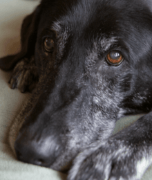 Cushing’s Disease In Dogs