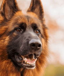 Degenerative Myelopathy In Dogs