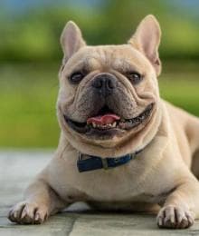 The Fabulous French Bulldog: What You Need to Know Before Ownership