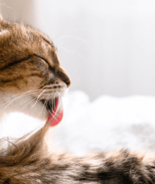 Overgrooming In Cats