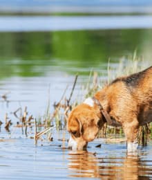 What Is Leptospirosis And How It Can Affect Your Dog