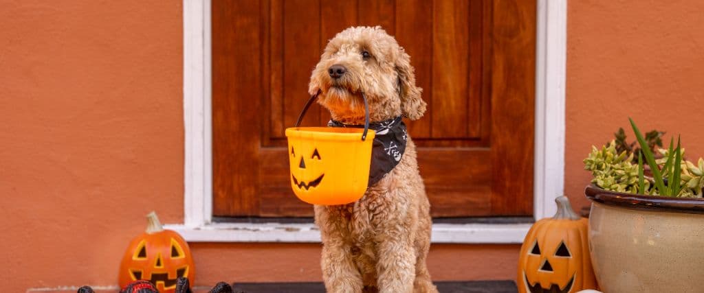 A doodle dog holding a Halloween treat pail.