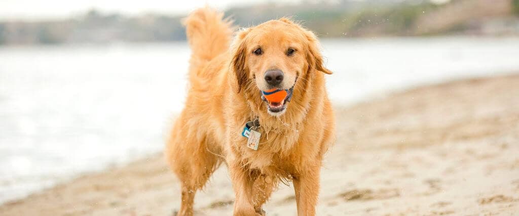 Golden Retriever on beach playing with ball.
