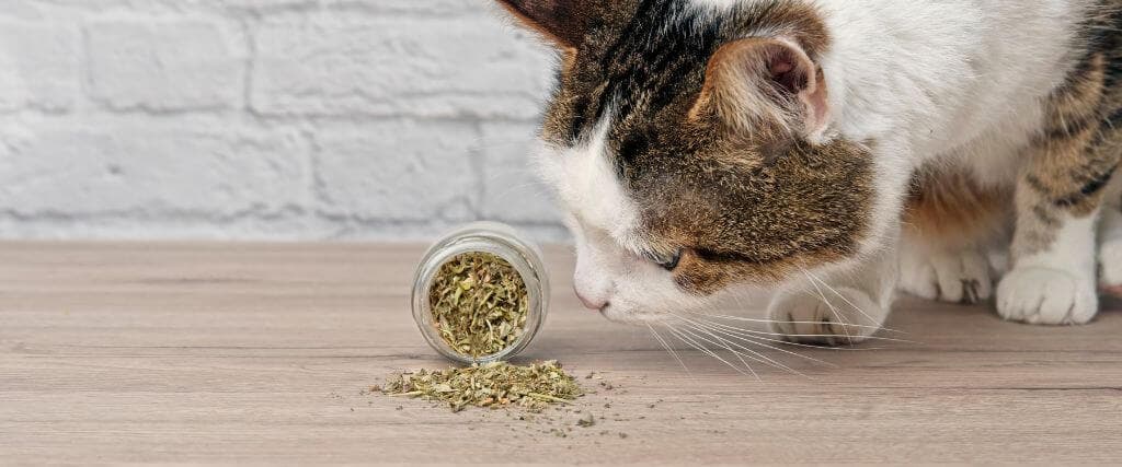 A cat sniffing an overturned jar of catnip