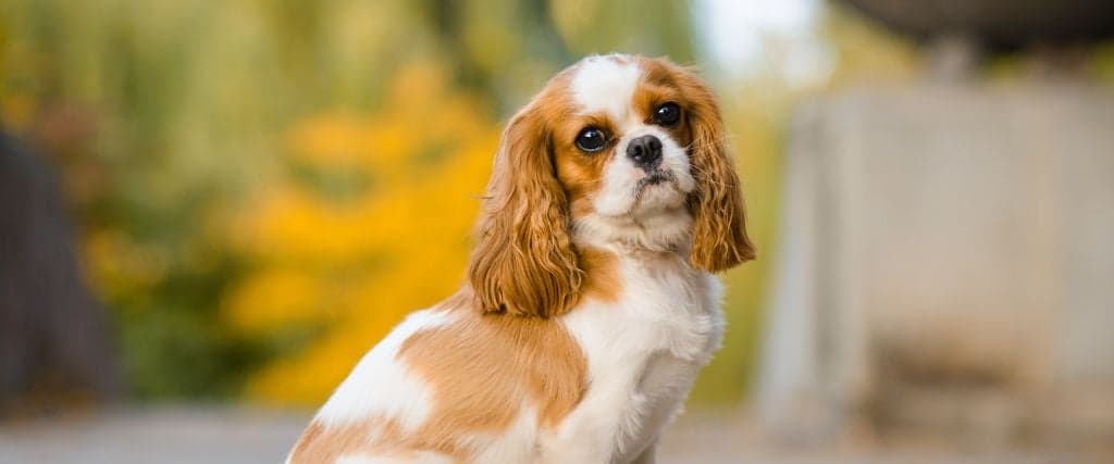 A Cavalier King Charles Spaniel dog posing outside