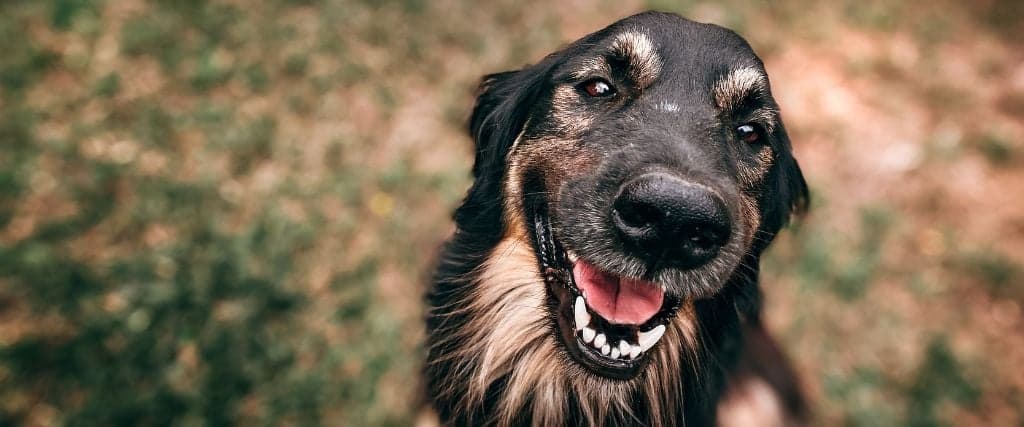 A black and brown dog smiling 