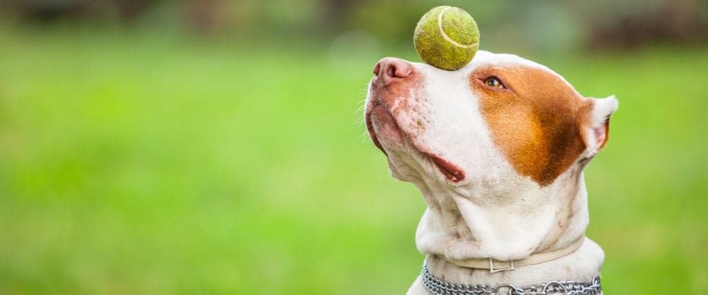 A dog balancing a ball on its health for training and pet enrichment.