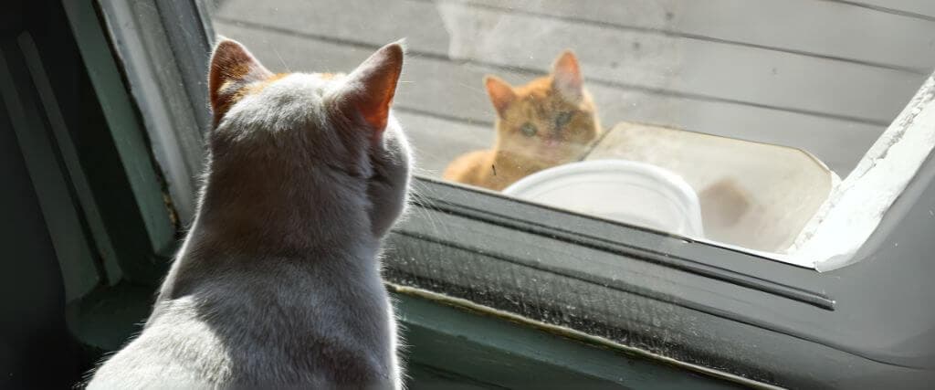 Whit indoor cat and orange outdoor cat looking through door.