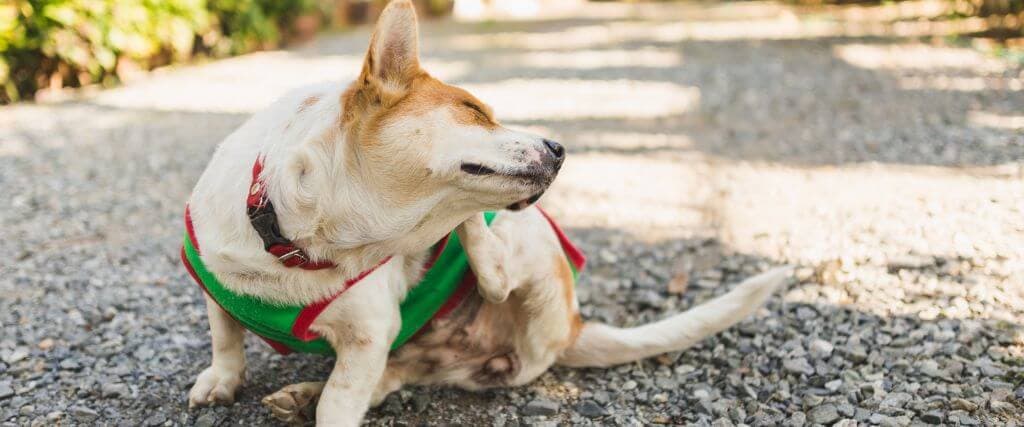 A dog itching due to dog dermatology and dog allergy issues.