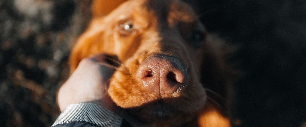 A close up of a dogs head being held in its owners hands