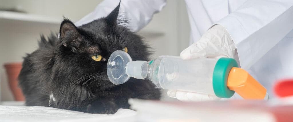 A black cat with asthma being treated by a veterinarian. 