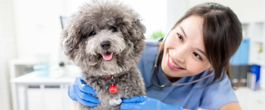 A dog having its heart checked at the vet for heart conditions in dogs