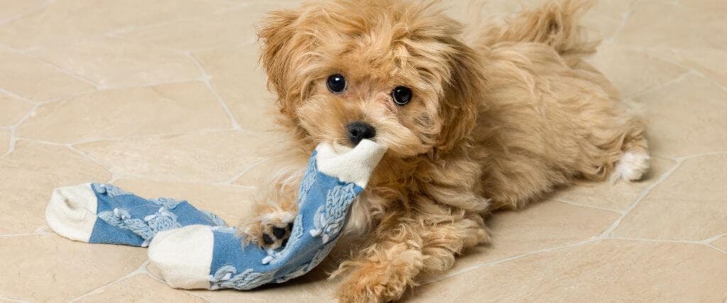 Puppy chewing on socks causing owner to experience the puppy blues