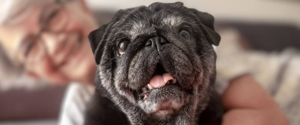 Senior Black Pug and owner cuddling at home.