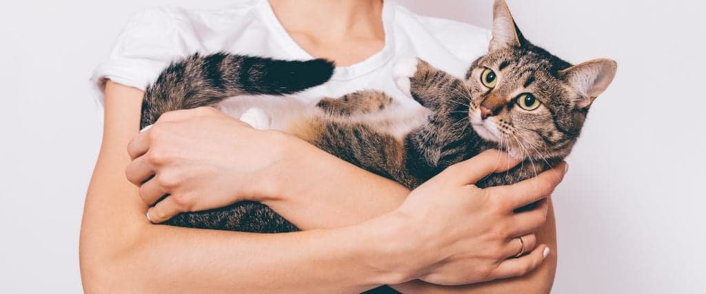 An owner holding their new cat