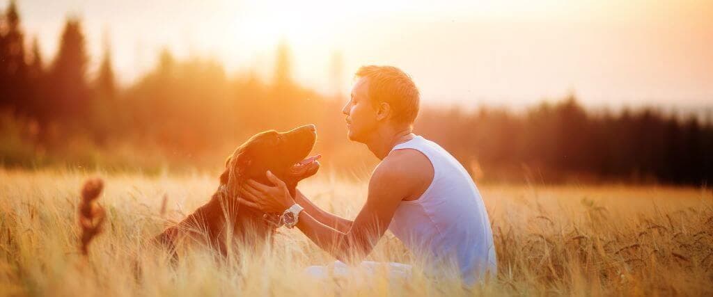 A dog and owner in a field during sunset