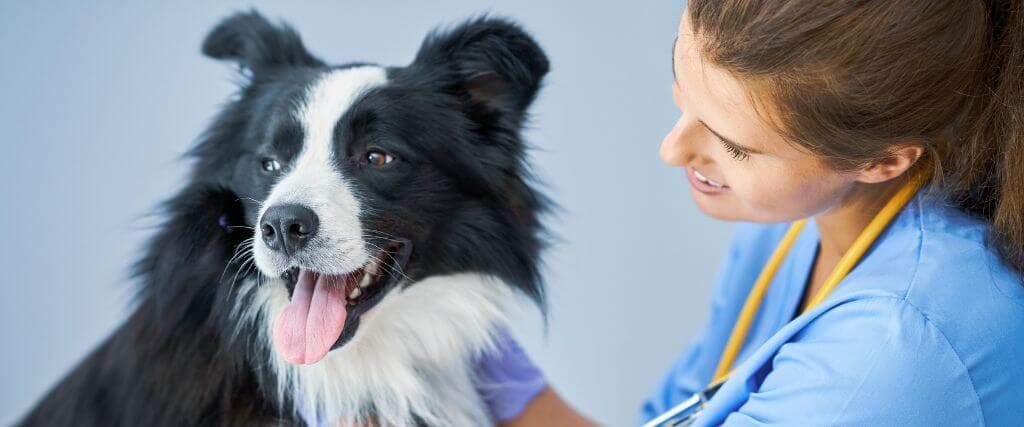 A dog at the vet's office receiving recommended dog vaccinations. 