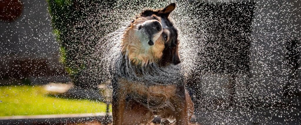 A dog shaking its head to clear water from its ears and coat.