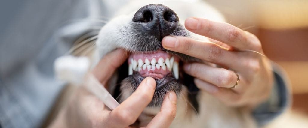 Close up of a dog's teeth for a pet teeth cleaning.