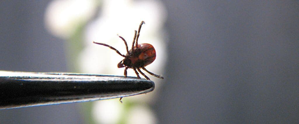 Close up of a tick that can affect dogs and cats with tick-borne illnesses.