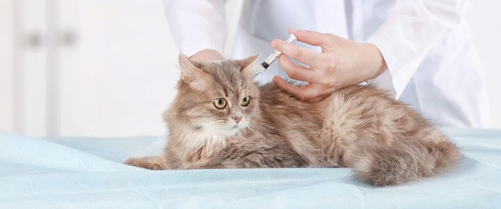 Cat receiving physical exam and vaccines at veterinary clinic.
