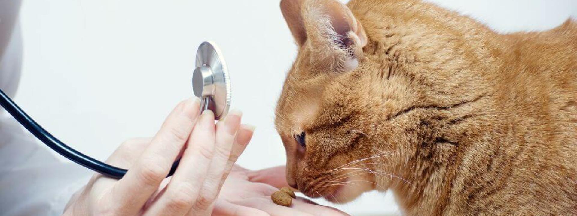 A cat eating a treat out of a veterinarian's hand during a wellness exam.