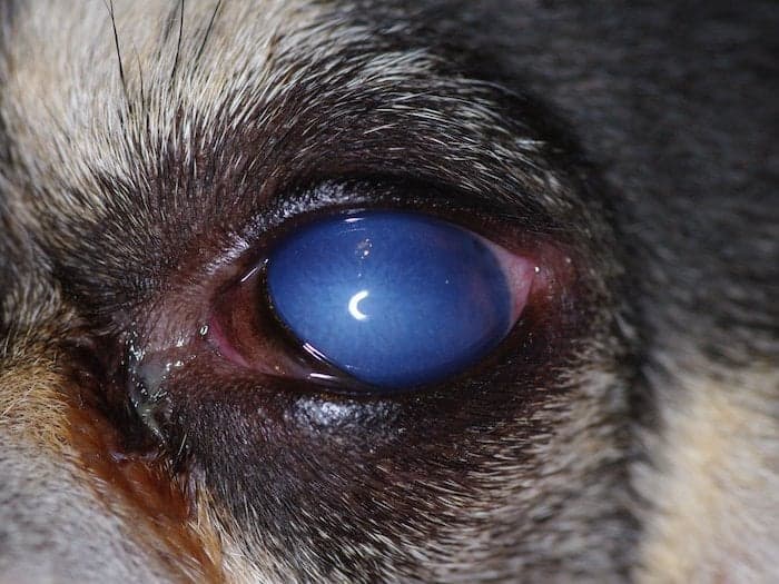 dog with glaucoma