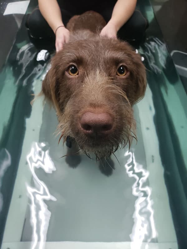 Water Dog Treadmill