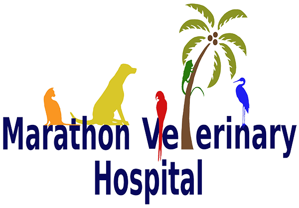 <span>Marathon Veterinary Hospital</span>
 logo