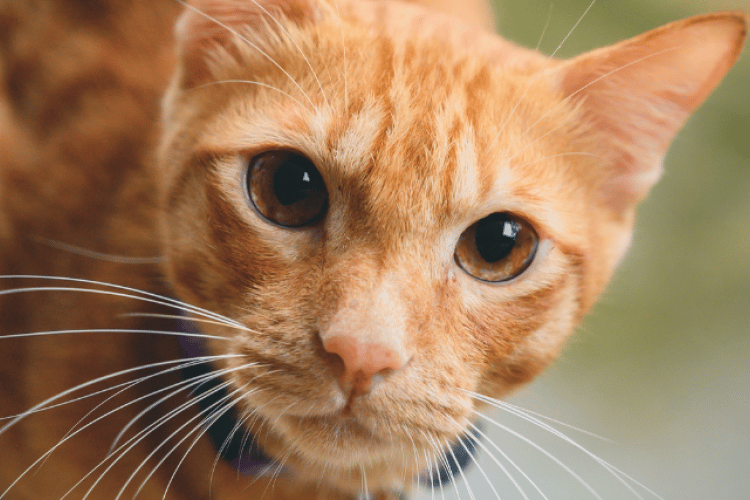 10 Commonly Asked Questions About Cats and Their Answers