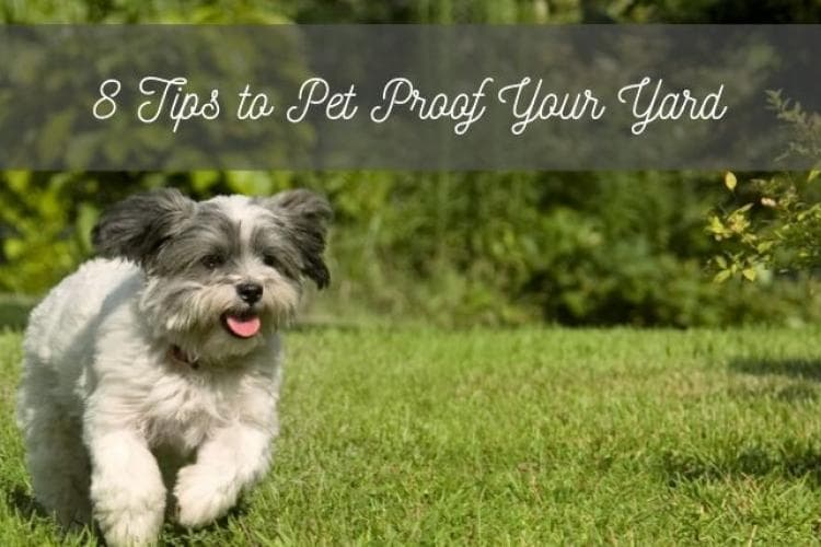 pet proofing your yard