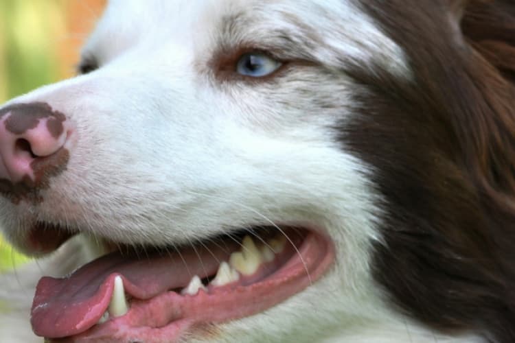 the secret to great dog dental care