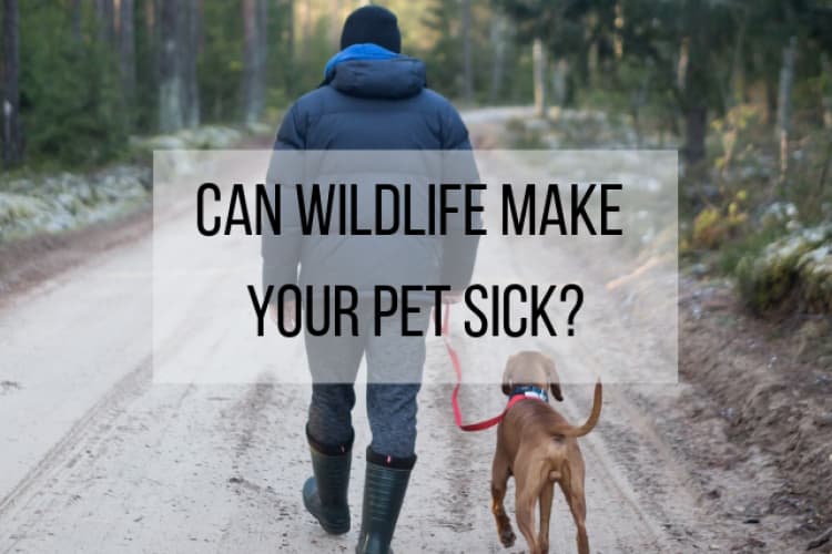 keeping your pet safe from wildlife