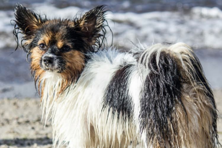 keeping pets safe around pools and water