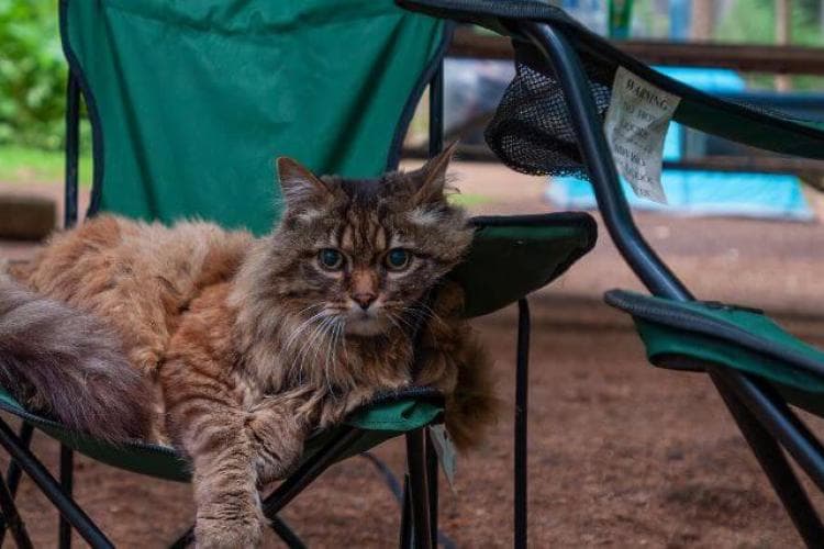 Camping with cat