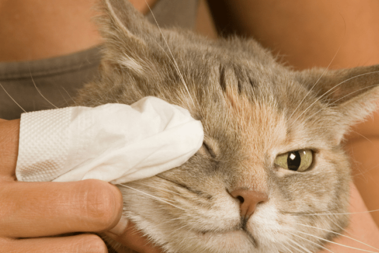 cat conjunctivitis treatment