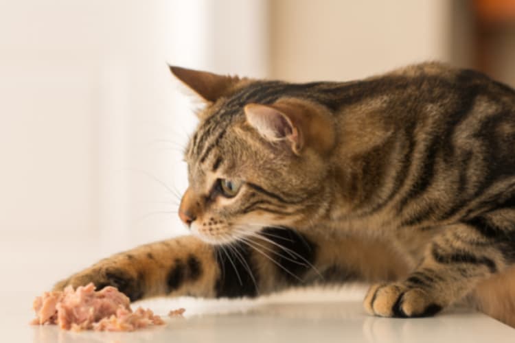 A surprising list of foods that are safe for your cat