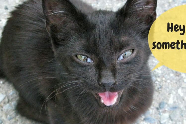 find out why your cat is meowing so much