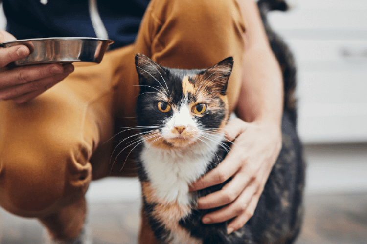 ways to be the best cat owner