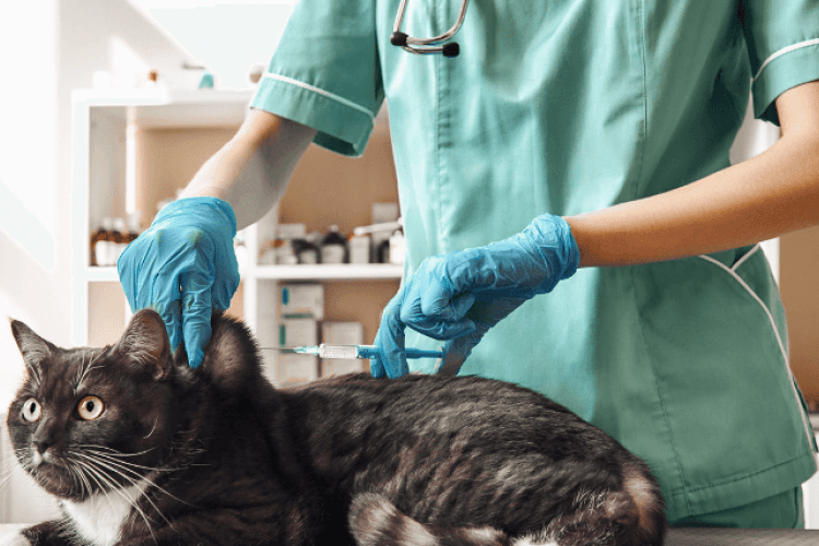 cat vaccination information