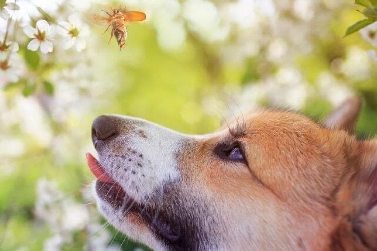 cicadas and your pets